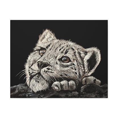 Snow Leopard Cub - Stretched Canvas Print