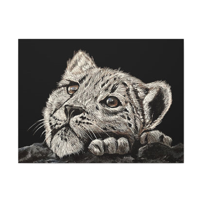 Snow Leopard Cub - Stretched Canvas Print