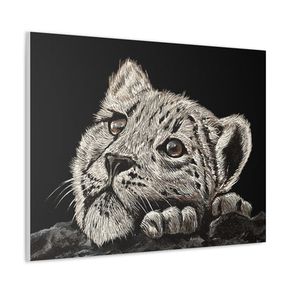 Snow Leopard Cub - Stretched Canvas Print
