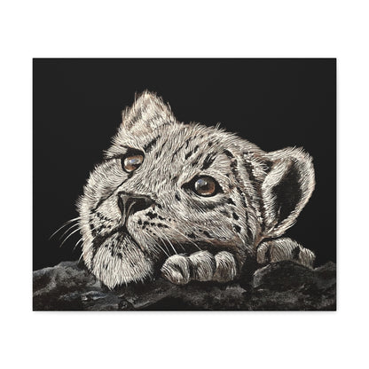 Snow Leopard Cub - Stretched Canvas Print