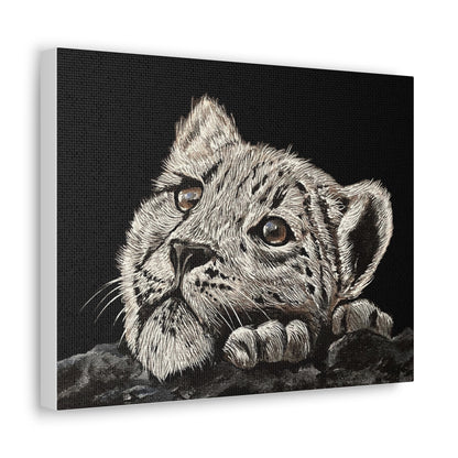 Snow Leopard Cub - Stretched Canvas Print